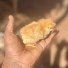 My chicken got to hatch 2 chicks out of 10 eggs ..