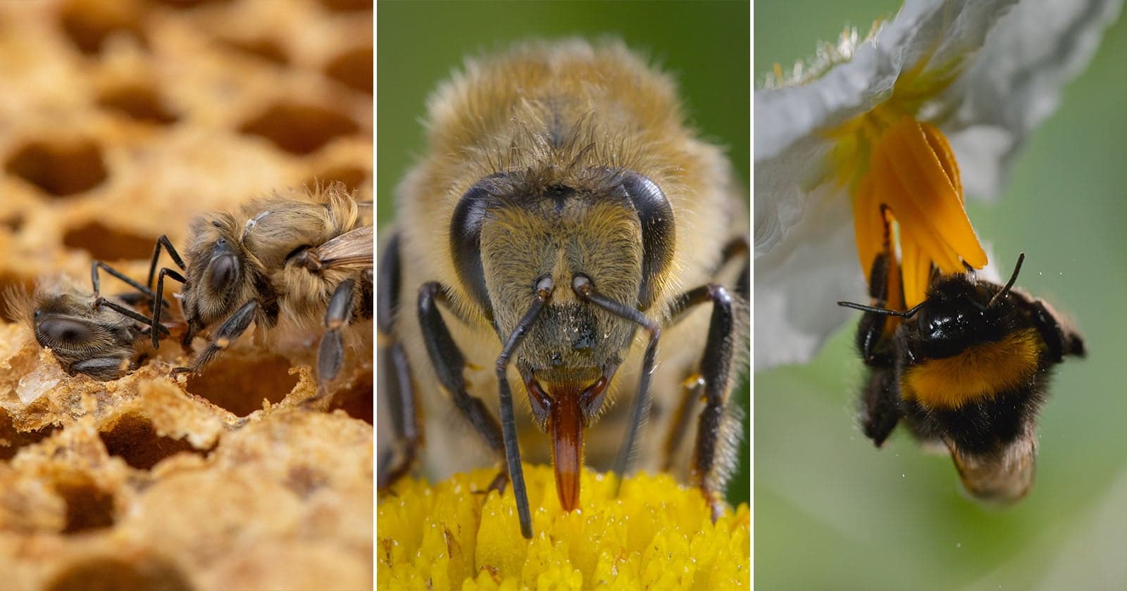 A Closer Look at the Beautiful Macro Cinematography in ‘Secrets of the Bees’