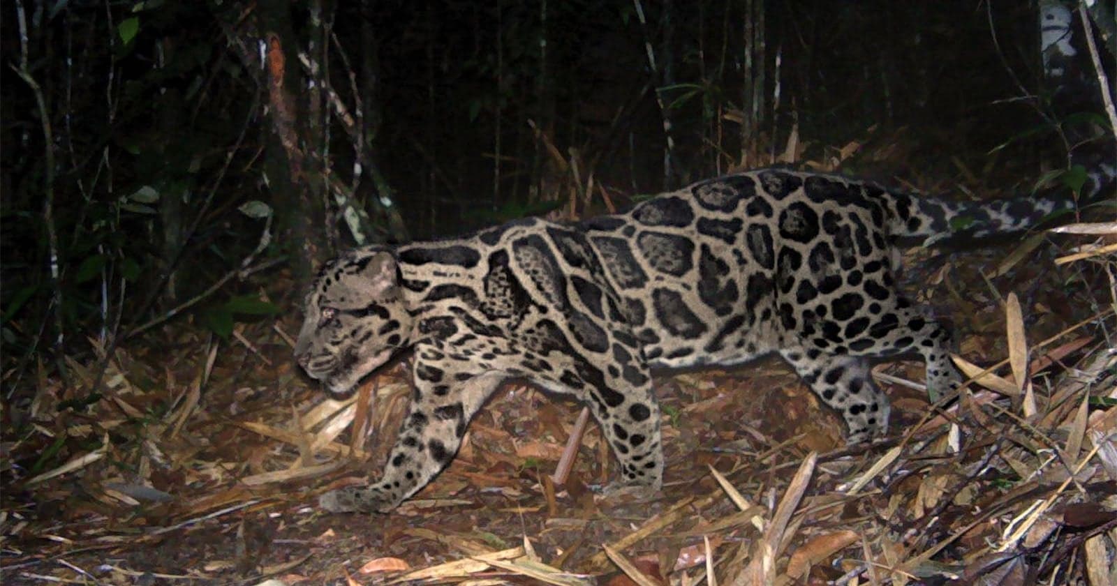 Scientists Followed a Single Clouded Leopard on Remote Cameras for Six Years