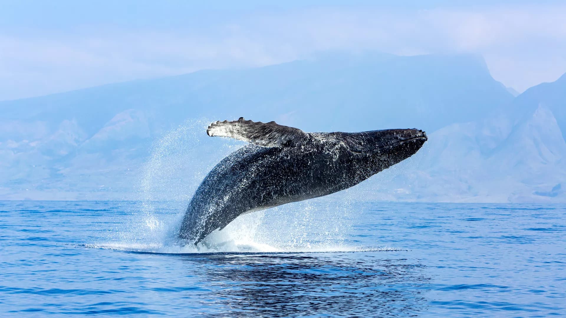 Nutrient dynamics in the Yellow River Estuary: influencing factors and ecological impacts